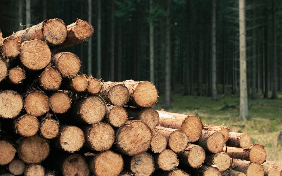 Drewno i ekologia – dlaczego warto wybierać naturalne materiały?